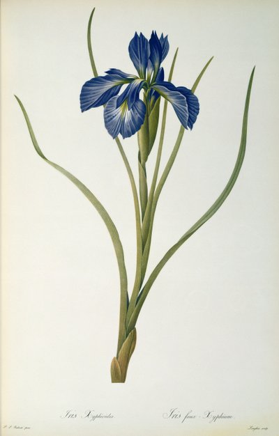 Iris Xyphioides, de 